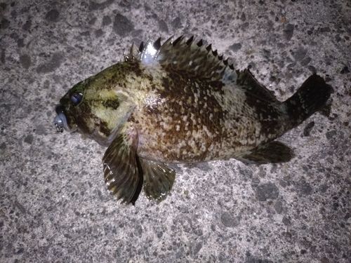 ムラソイの釣果