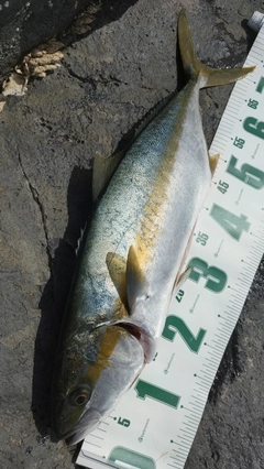 ヒラマサの釣果