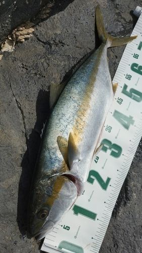 ヒラマサの釣果