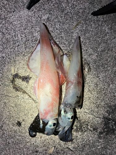 シロイカの釣果