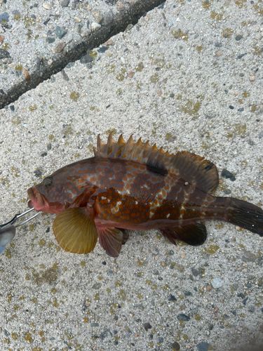 キジハタの釣果