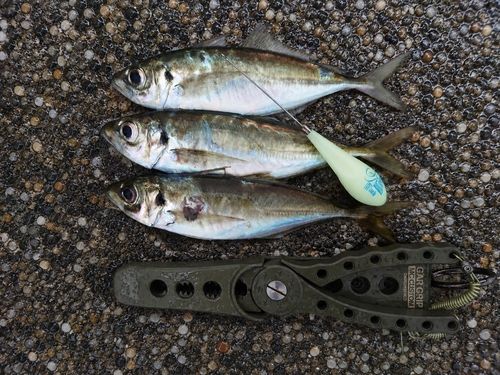 マアジの釣果