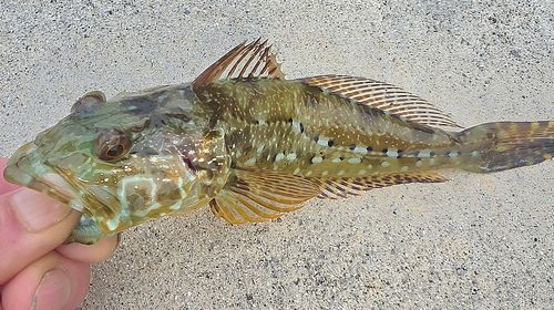 アナハゼの釣果