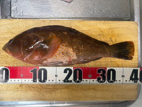 アコウの釣果