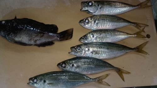 アジの釣果