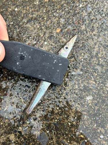 カマスの釣果