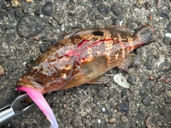 アコウの釣果
