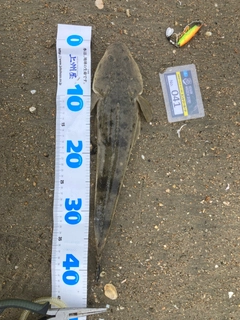 マゴチの釣果