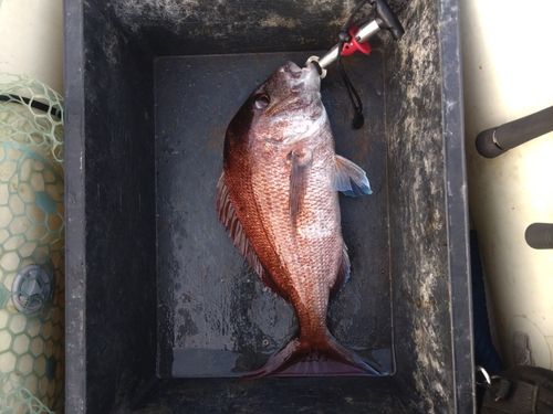 マダイの釣果