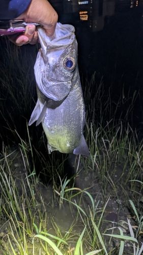 セイゴ（ヒラスズキ）の釣果