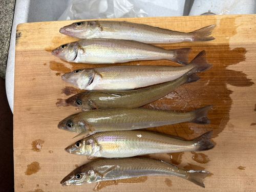 シロギスの釣果