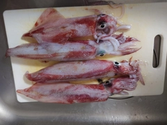 ケンサキイカの釣果