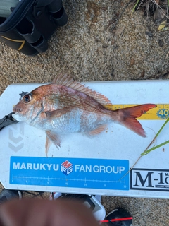 マダイの釣果