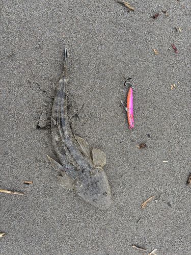マゴチの釣果