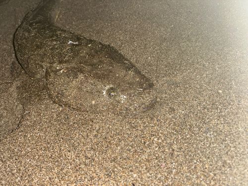 マゴチの釣果