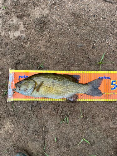 スモールマウスバスの釣果