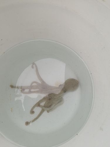 タコの釣果