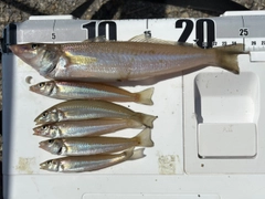 キスの釣果
