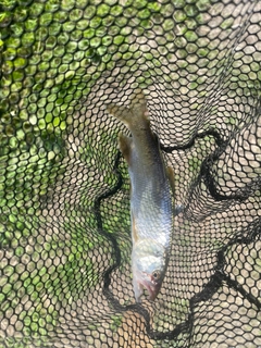 ハスの釣果