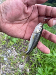 カワムツの釣果