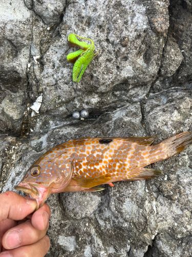 キジハタの釣果