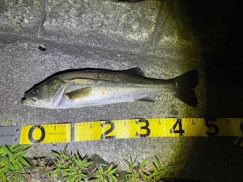 シーバスの釣果