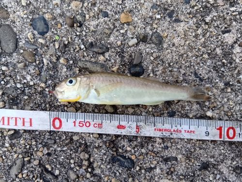 ヒメジの釣果