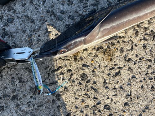 コバンザメの釣果