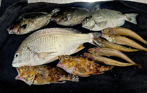 キビレの釣果