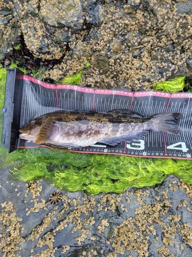 アイナメの釣果
