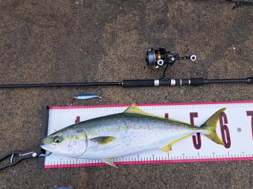 ワラサの釣果