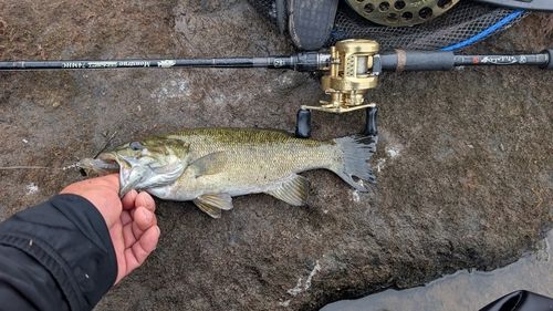 スモールマウスバスの釣果