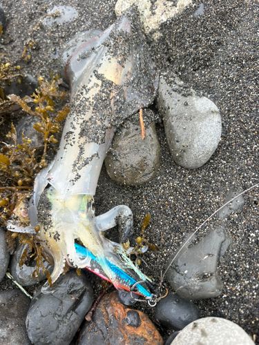 イカの釣果
