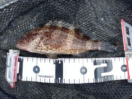 オオモンハタの釣果