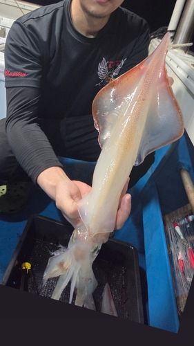ケンサキイカの釣果