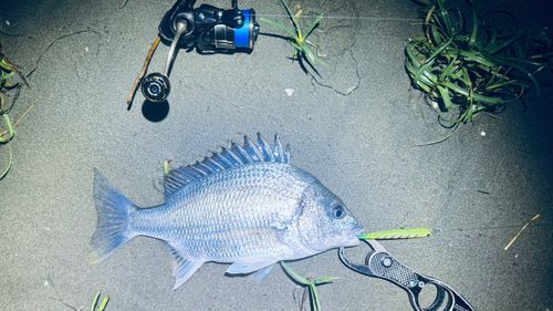 キビレの釣果