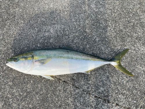 ハマチの釣果