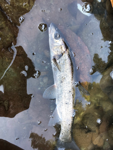 ウグイの釣果