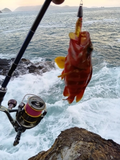 アカハタの釣果