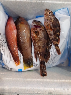 カサゴの釣果