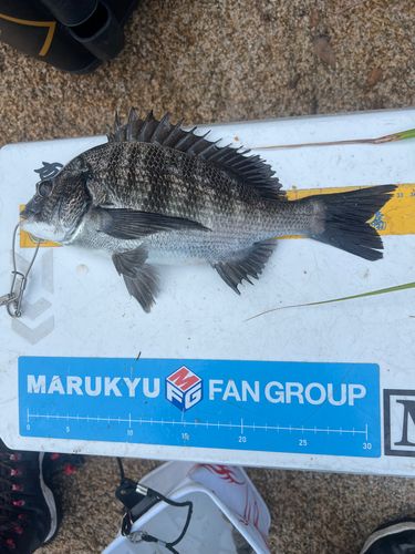 クロダイの釣果
