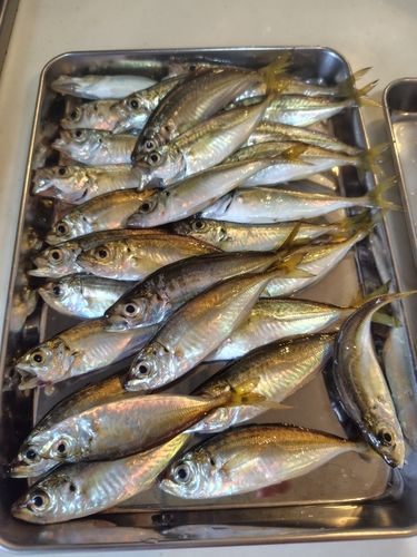 アジの釣果