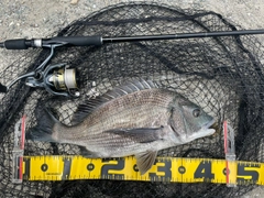 チヌの釣果