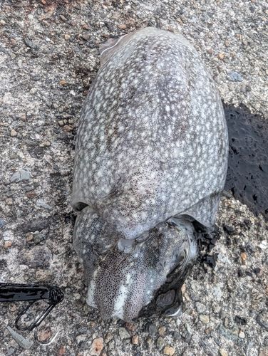 シリヤケイカの釣果