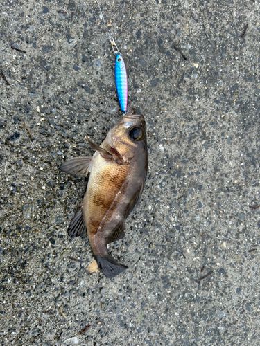 クロメバルの釣果