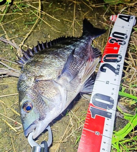 チヌの釣果