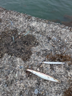 カマスの釣果