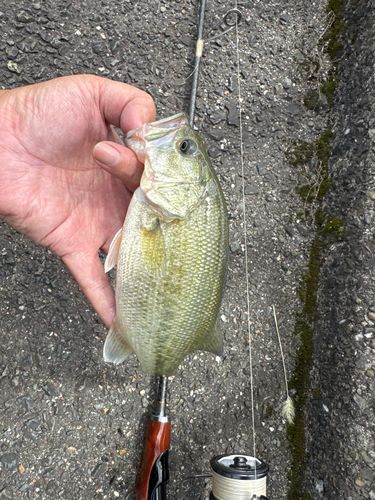 ラージマウスバスの釣果