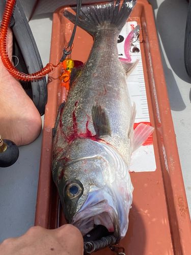 スズキの釣果