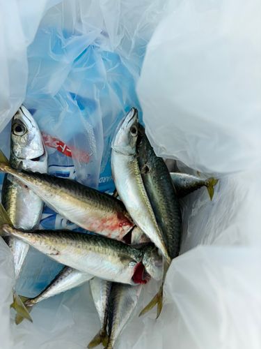 サバの釣果